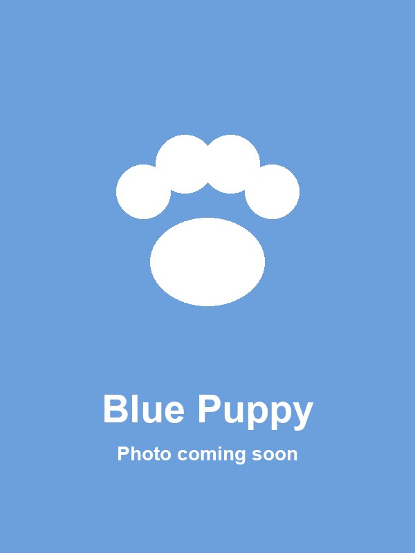 Hire Blue Puppy