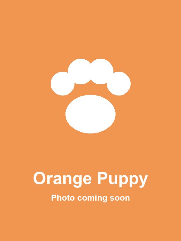 Hire Orange Puppy for birthday parties - Blue Puppy character performer
